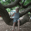 child-sitting-in-tree