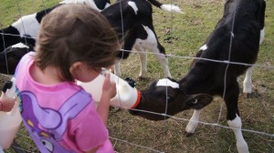 places for kids to feed the animals in brisbane