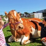cuddle-a-cow-at-maleny-dairy