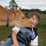 kissing a cow