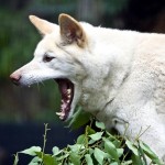 lone pine sanctuary dingo