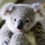 Copyright & Use - You may use these images freely IF they are always published with one of these credits:
Photo: Lone Pine Koala Sanctuary www.koala.net OR Lone Pine Koala Sanctuary - www.koala.net
OR Lone Pine - www.koala.net