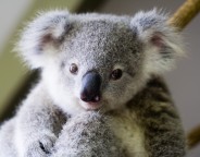 Copyright & Use - You may use these images freely IF they are always published with one of these credits:
Photo: Lone Pine Koala Sanctuary www.koala.net OR Lone Pine Koala Sanctuary - www.koala.net
OR Lone Pine - www.koala.net