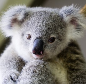 Copyright & Use - You may use these images freely IF they are always published with one of these credits:
Photo: Lone Pine Koala Sanctuary www.koala.net OR Lone Pine Koala Sanctuary - www.koala.net
OR Lone Pine - www.koala.net