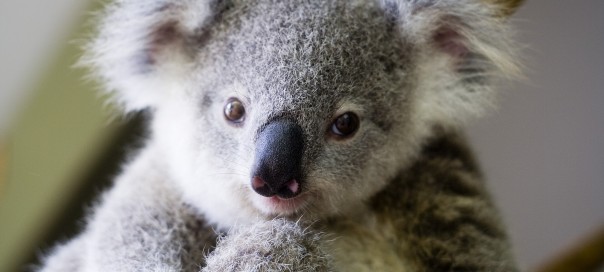 Copyright & Use - You may use these images freely IF they are always published with one of these credits:
Photo: Lone Pine Koala Sanctuary www.koala.net OR Lone Pine Koala Sanctuary - www.koala.net
OR Lone Pine - www.koala.net