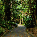 Mount coot-tha botanical gardens