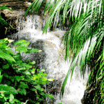 botanic gardens