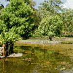 mount cootha