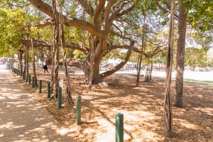 Bulimba Memorial Park fig trees