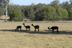 hobby farm ipswich