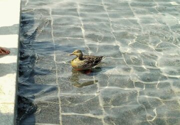 Feed the ducks