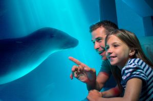 father and daughter at sea life looking a seal.