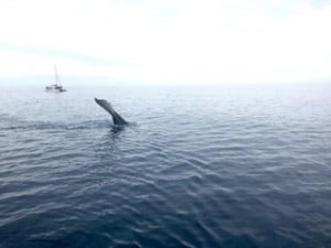 Whale Watching from Brisbane for families