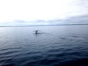 Whale Watching from Brisbane for families