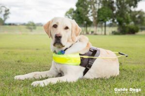 Guide Dogs Queensland