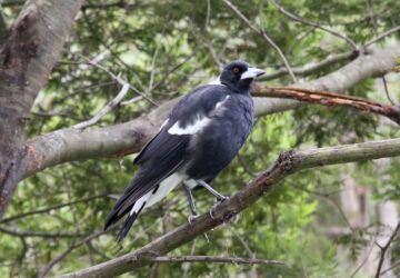 stay safe from Magpies