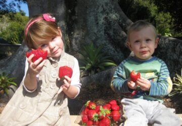 Pick your own strawberries Brisbane