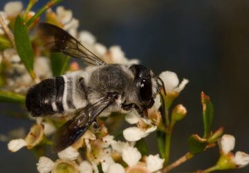 native bees brisbane