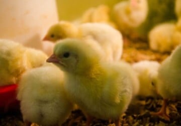 Several little chicks.