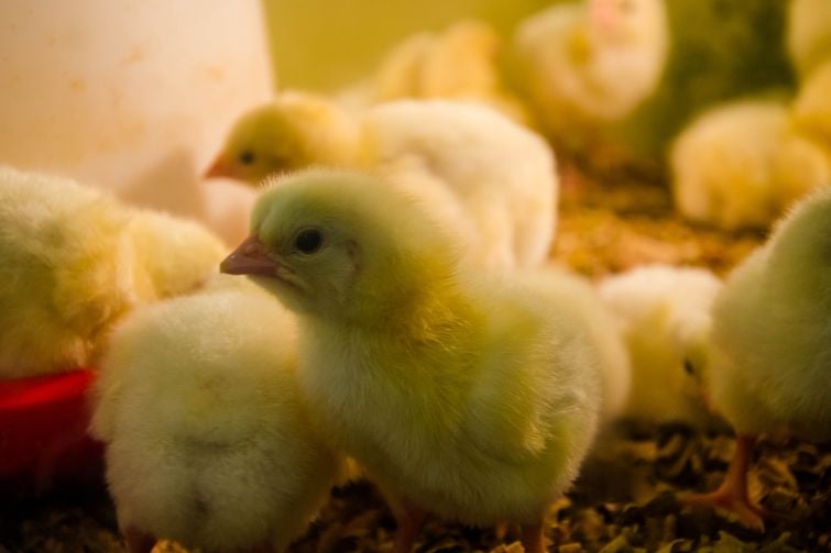 Several little chicks.