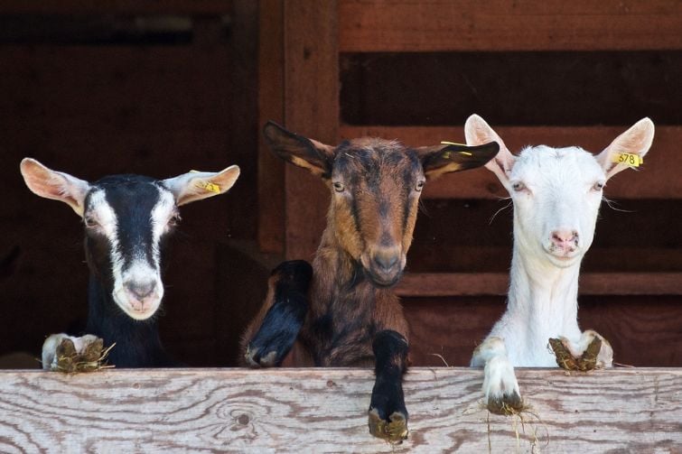 Three goats looking over a fence.