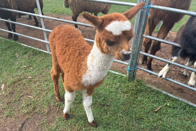 EWE Nique Hobby Farm alpaca.