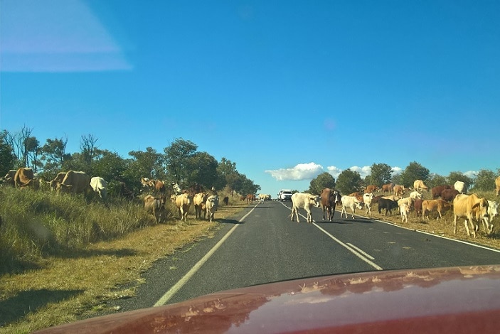 road trip to winton cows on road