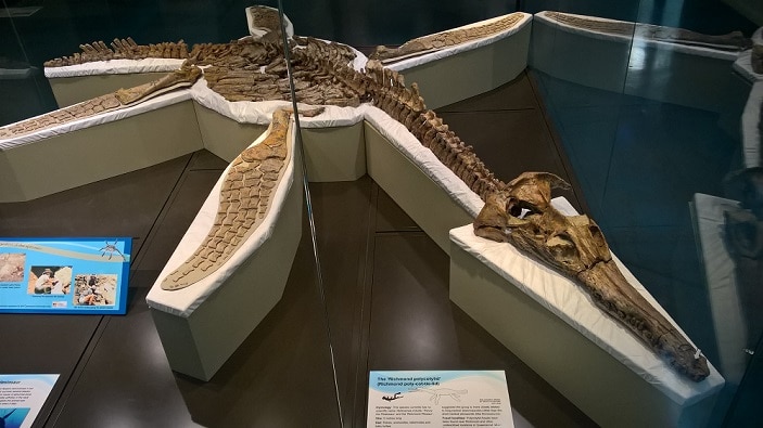 marine fossil
