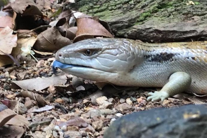 World Lizard Day at Kumbartcho Sanctuary - Brisbane Kids