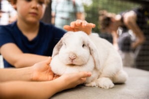Kids patting a rabbit at Trevena Glen Farm