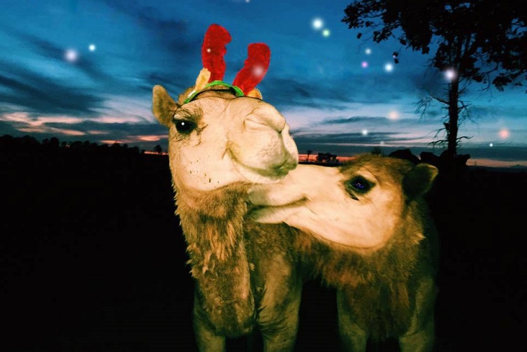 Christmas camels