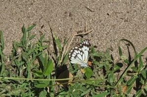 butterfly migrating in brisbane