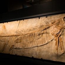 Sea Monsters fish skeleton