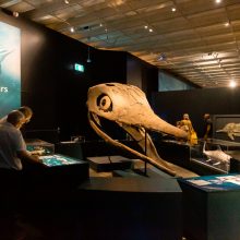 Ichthyosaurus skull