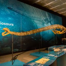 plesiosaurus skeleton