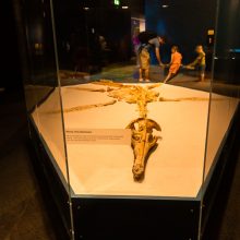 plesiosaur skeleton