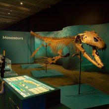 sea monster skeleton on display