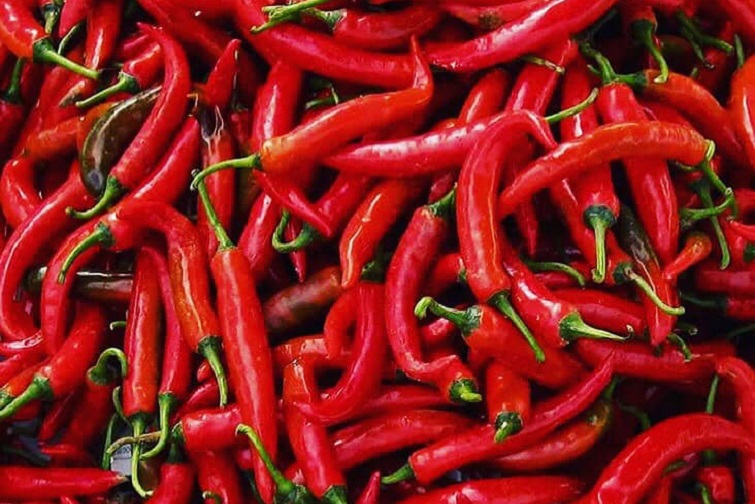 chilli festival