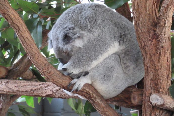 Lone Pine Koala Sanctuary Review - Brisbane Kids