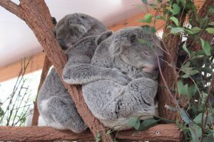 Lone Pine Koala Sanctuary Review - Brisbane Kids