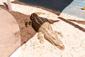 o'gorman street park crocodile