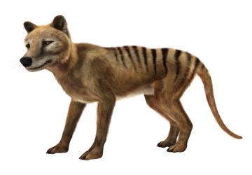 3D Rendering of a Thylacine (Tasmanian tiger).