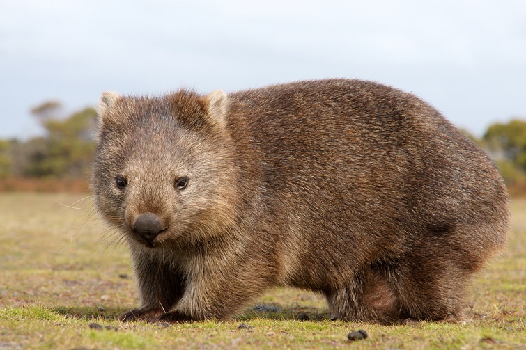 Wombat Facts For Kids Brisbane Kids