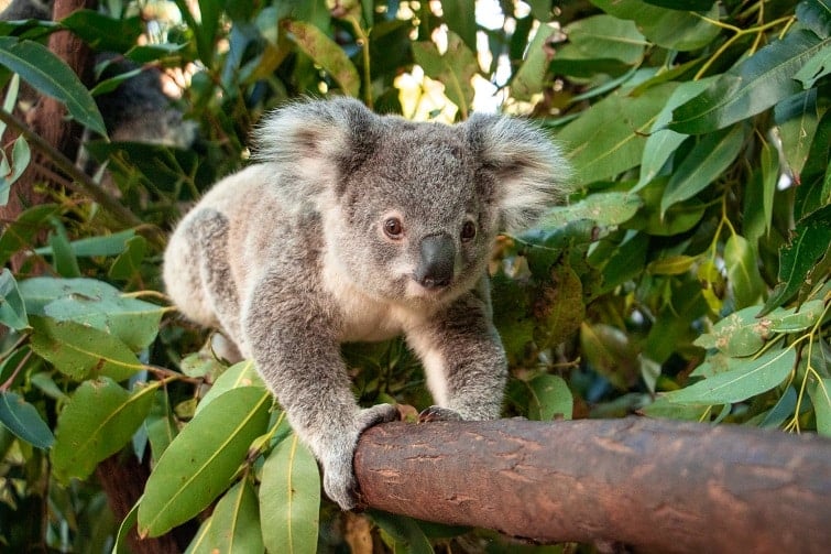 currumbin koalas
