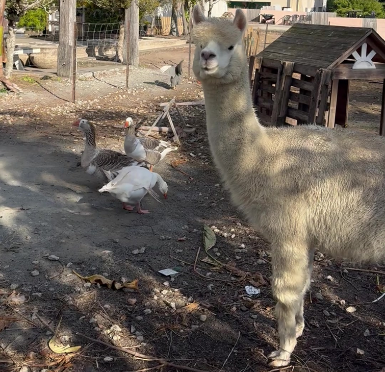 farm animals at the nurso 