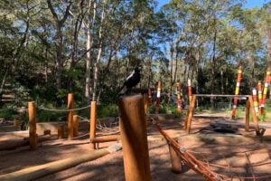 A magpie resting on a wooden pole with playground in background at Denmark Hill Conservation Reserve.