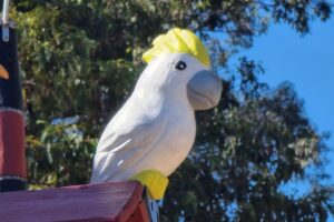 Wooden cockatoo sculpture at Bray Farm Park.