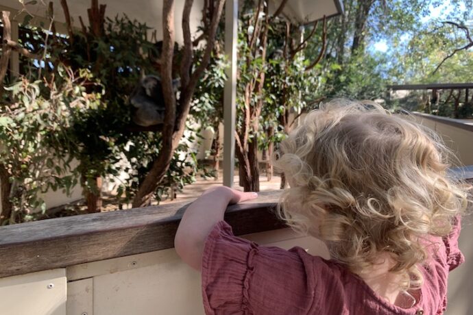 Lone Pine Koala Sanctuary Review - Brisbane Kids