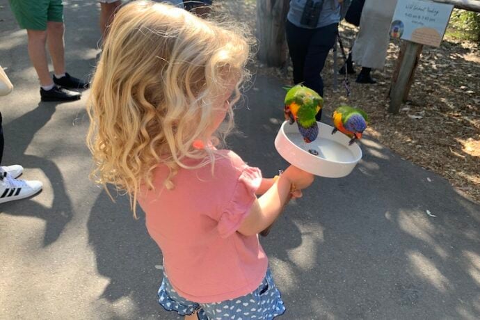 Lone Pine Koala Sanctuary Review - Brisbane Kids