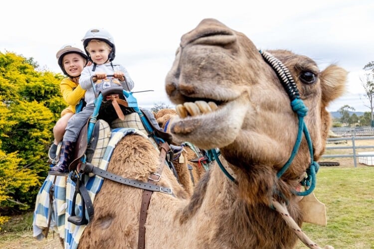 summerland camels at scenic rim
